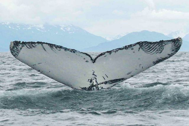 Humpback whale fluke